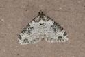 Xanthorhoe fluctuata (Garden Carpet).JPG